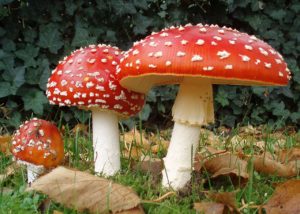 By Amanita_muscaria_3_vliegenzwammen_op_rij.jpg: Onderwijsgekderivative work: Ak ccm - This file was derived from: Amanita muscaria 3 vliegenzwammen op rij.jpg:, CC BY-SA 3.0 nl, https://commons.wikimedia.org/w/index.php?curid=21983879