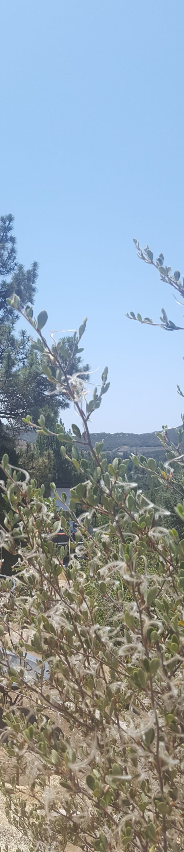 mountain mahogany